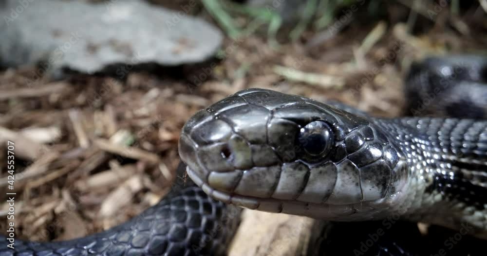 Slow motion black rat snake tongue smelling around Slow motion black rat snake tongue smelling around