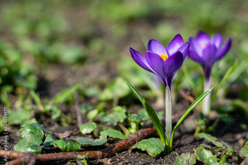 Purple crocus flower witch copyspace Purple crocus flower witch copyspace