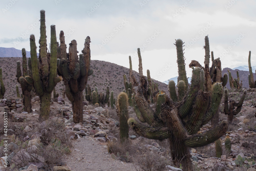 Desert landscape and altiplano flora. Cacti. View of a giant cactus Echinopsis atacamensis colony, also known as Cardon by locals, growing in the arid mountains in Tilcara, Jujuy, Argentina.