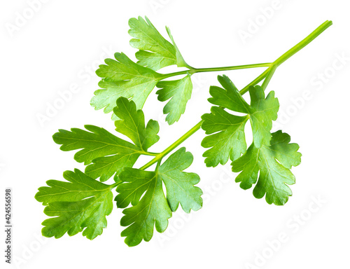 Branch of fresh green parsley isolated on white. Spicy aromatic herbs