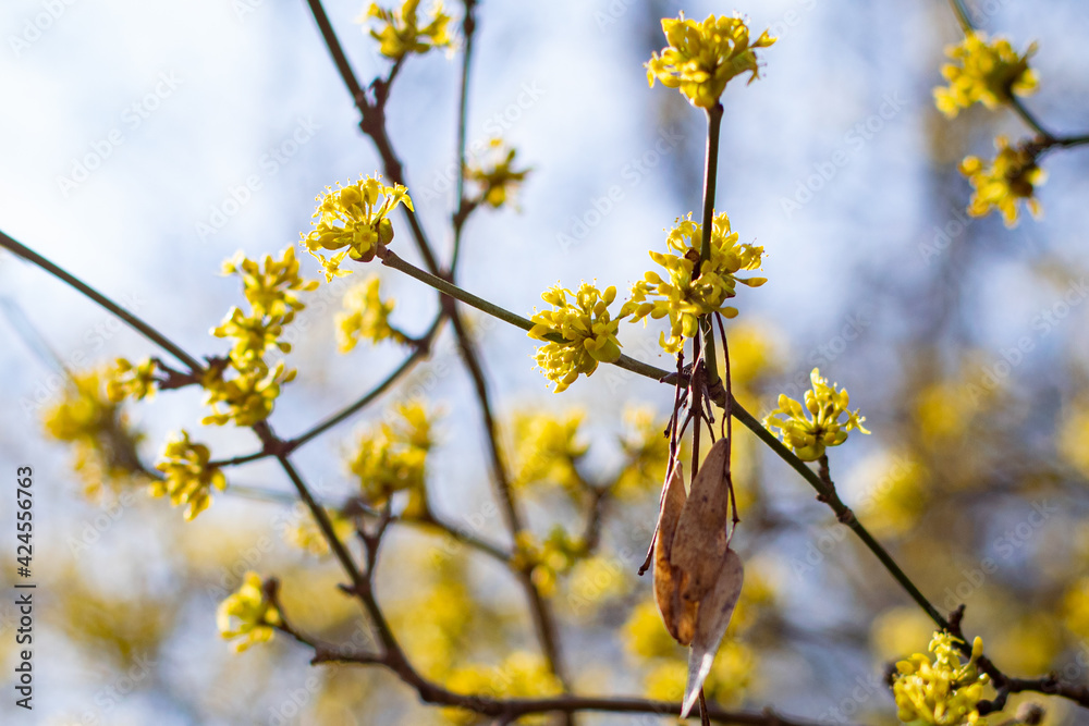 Small yellow flowers on the branch Small yellow flowers on the branch