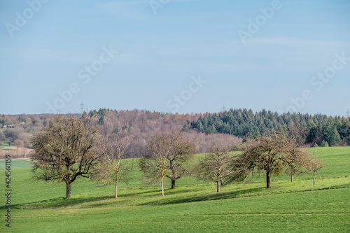 Baumgrundstück mit Obstbäumen im Frühjahr