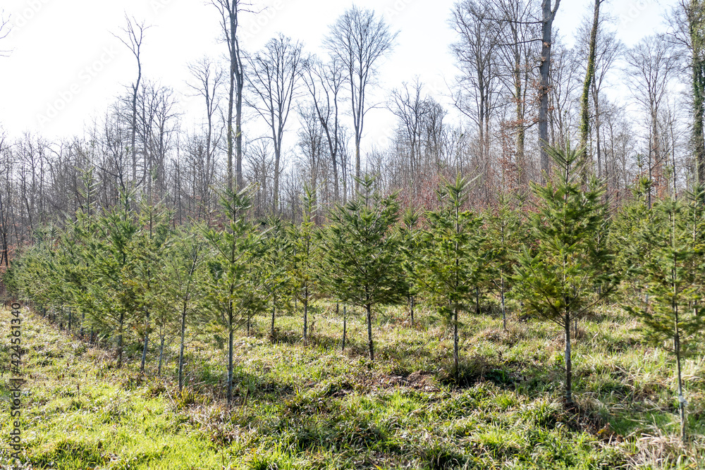 Wiederaufforstung durch Anpflanzung von Jungbäumen im Mischwald Wiederaufforstung durch Anpflanzung von Jungbäumen im Mischwald