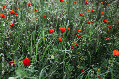 Poppies on green field