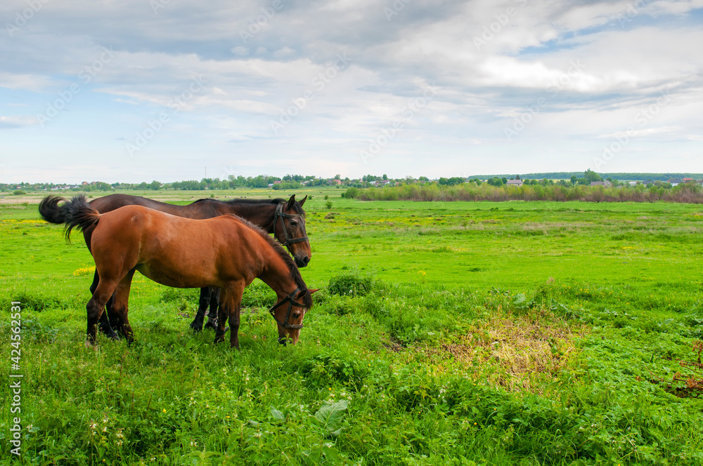 wild horse on a large meadow with beautiful scenery of blue sky and quiet at sunrise wild horse on a large meadow with beautiful scenery of blue sky and quiet at sunrise