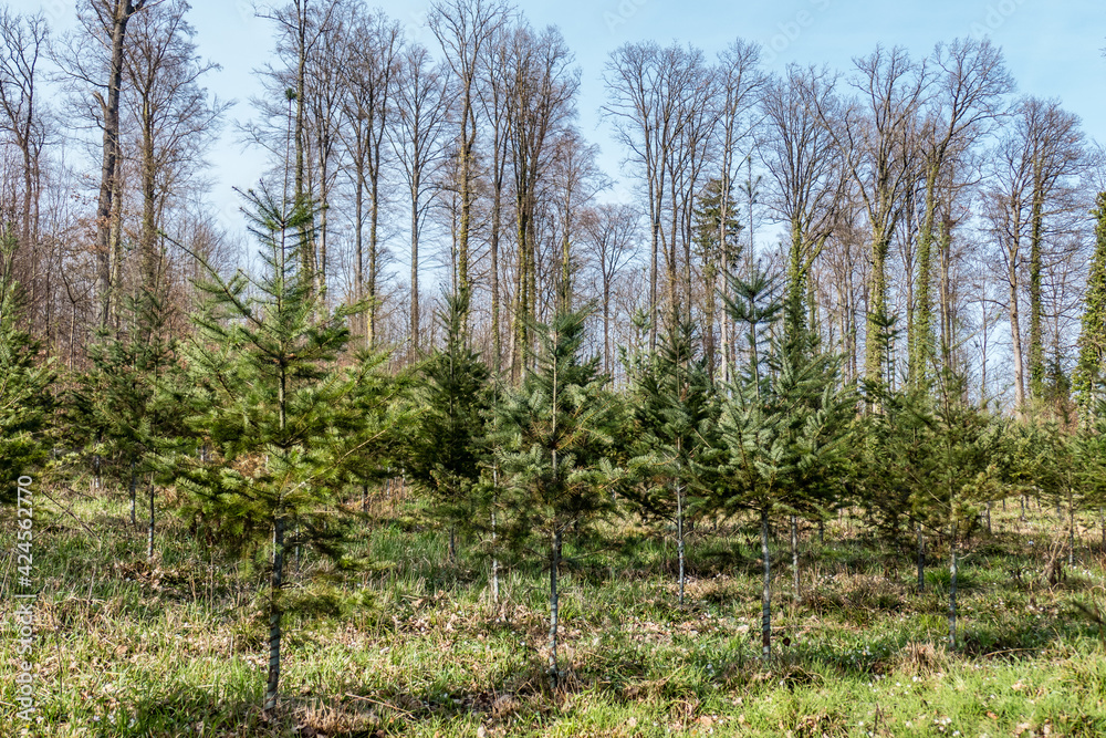 Wiederaufforstung durch Anpflanzung von Jungbäumen im Mischwald Wiederaufforstung durch Anpflanzung von Jungbäumen im Mischwald