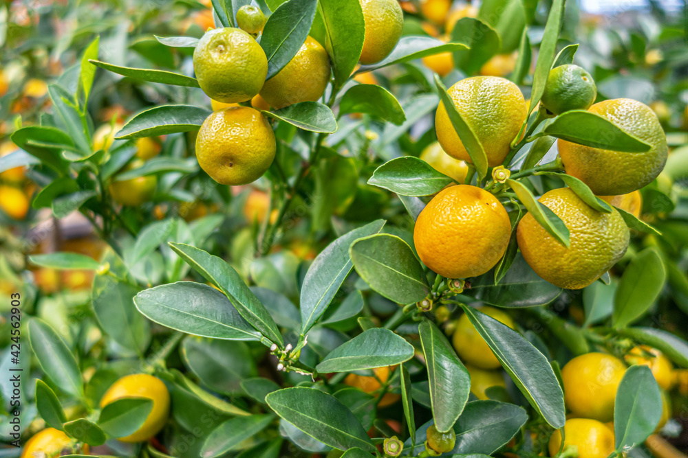 floral background of ripe kumquats on a tree