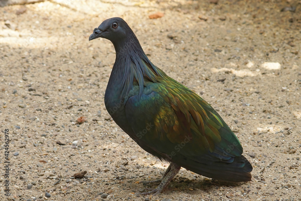 Obraz premium Closeup of the The Nicobar pigeon, Caloenas nicobarica at Parc paradisio, Belgium