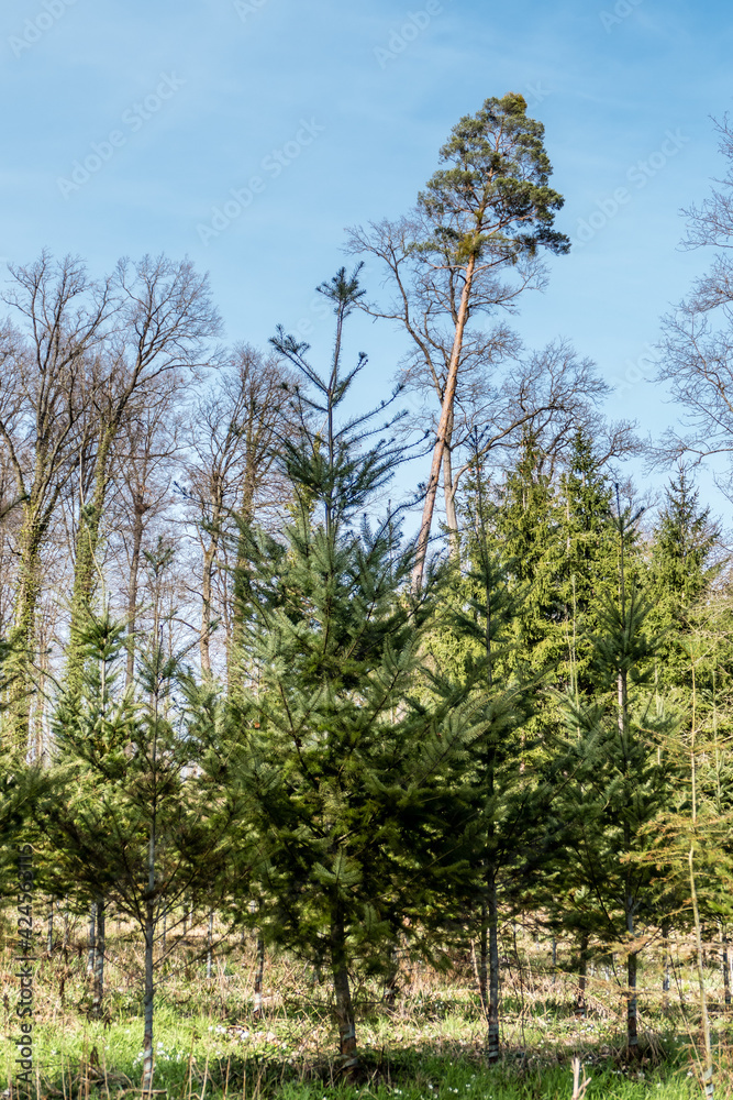 Wiederaufforstung durch Anpflanzung von Jungbäumen im Mischwald Wiederaufforstung durch Anpflanzung von Jungbäumen im Mischwald