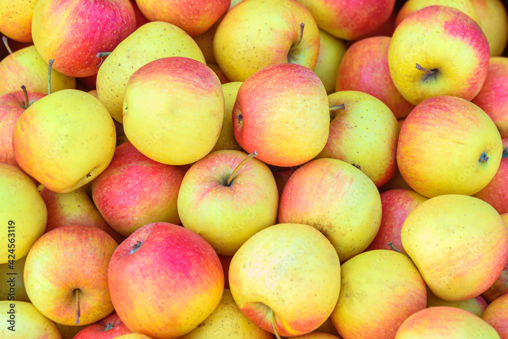 Juicy yellow-red apples in close-up. Juicy yellow-red apples in close-up.