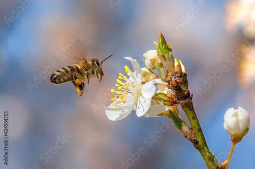 Flying honey bee collecting pollen from tree blossom.