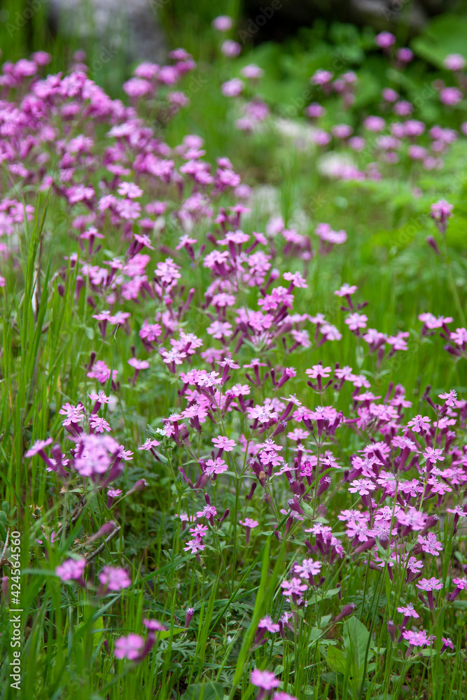 spring season vegetation