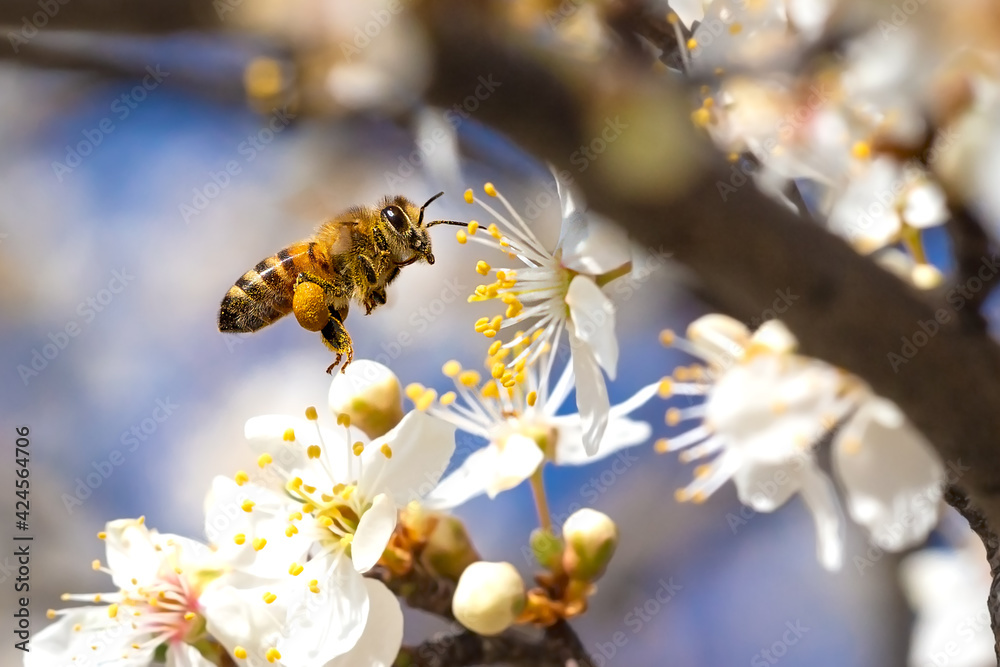 Flying honey bee collecting pollen from tree blossom. - obrazy, fototapety, plakaty 