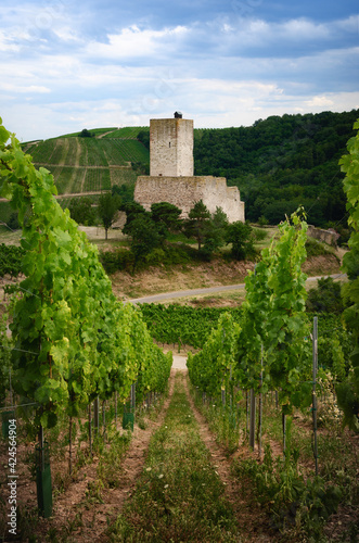 Summer view between the vines of the ruins of Chateau de Wineck, ancient abandoned castle in the vineyard of Katzenthal, famous winemaking village in Alsace, near Colmar and Keysersberg (France) photo