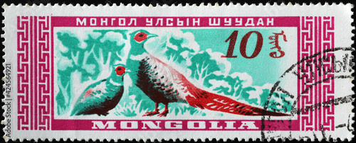 Couple of pheasants on mongolian postage stamp