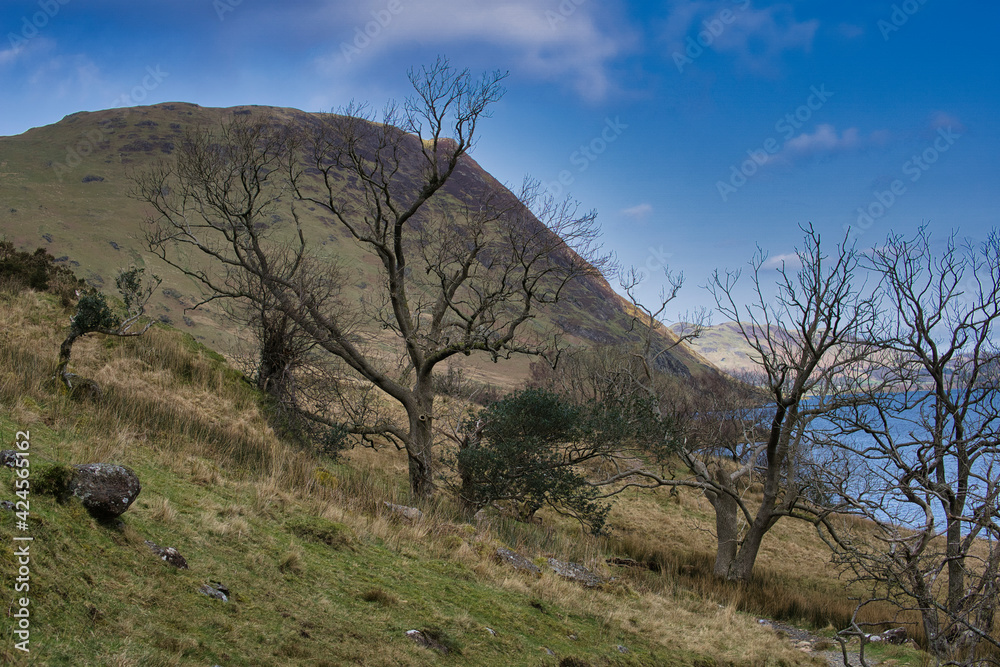 trees on route to Mellbreak in Lake District