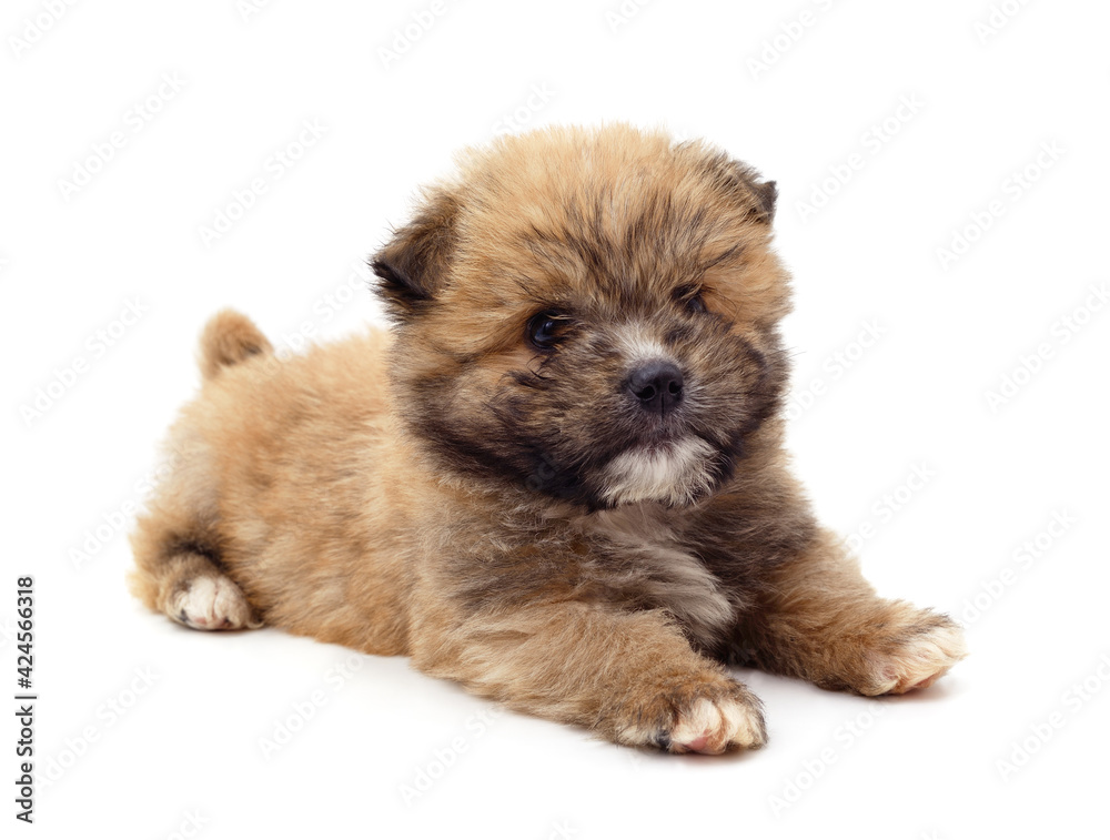 Obraz premium One little dog.