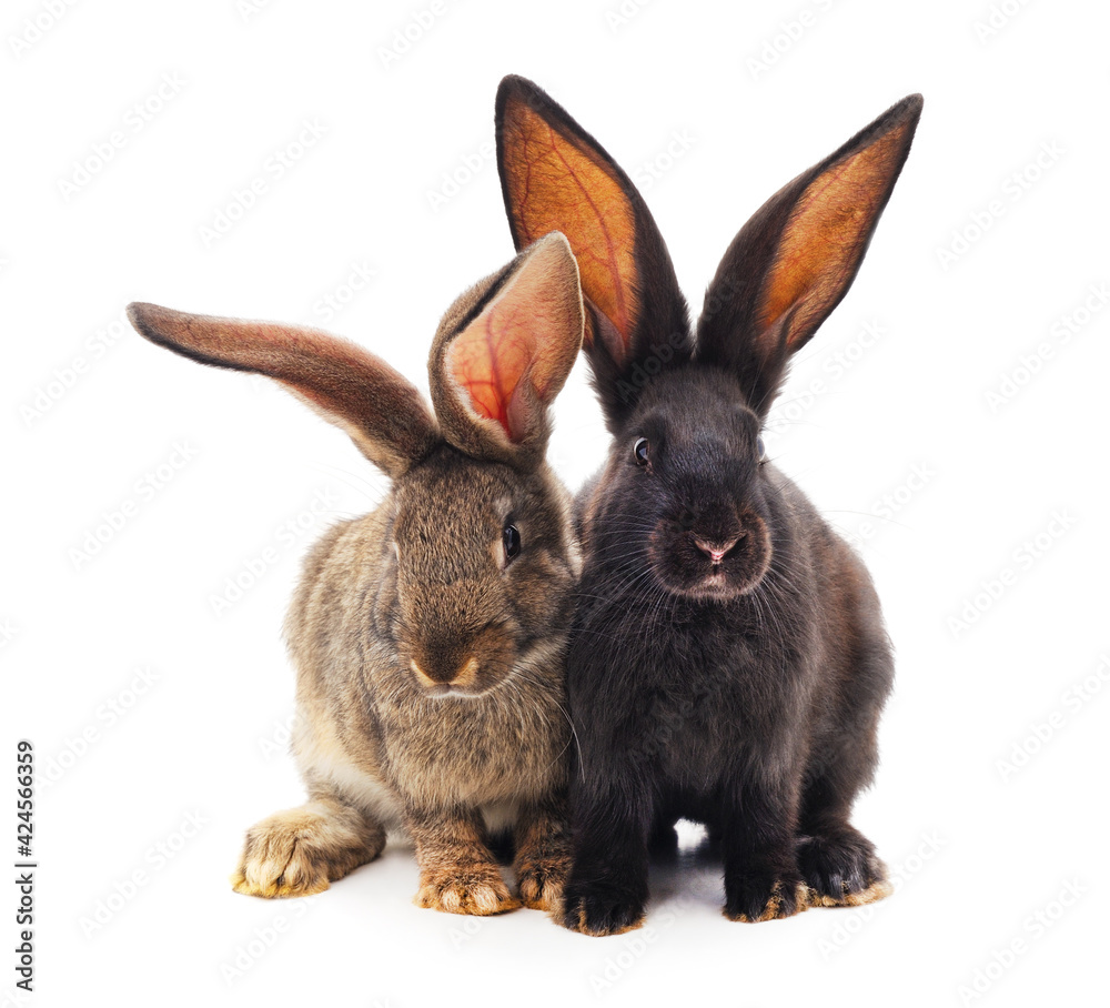 Two little rabbits. Two little rabbits.