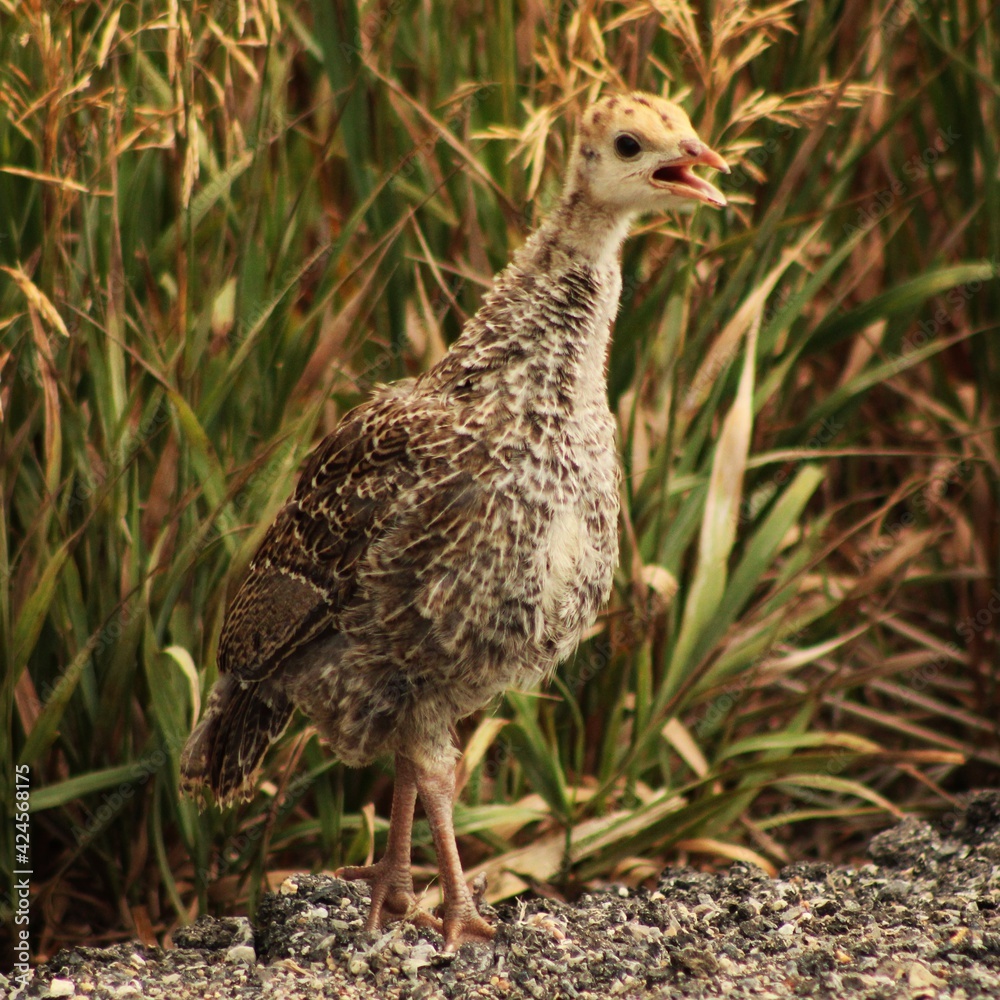 Naklejka premium pheasant in the field