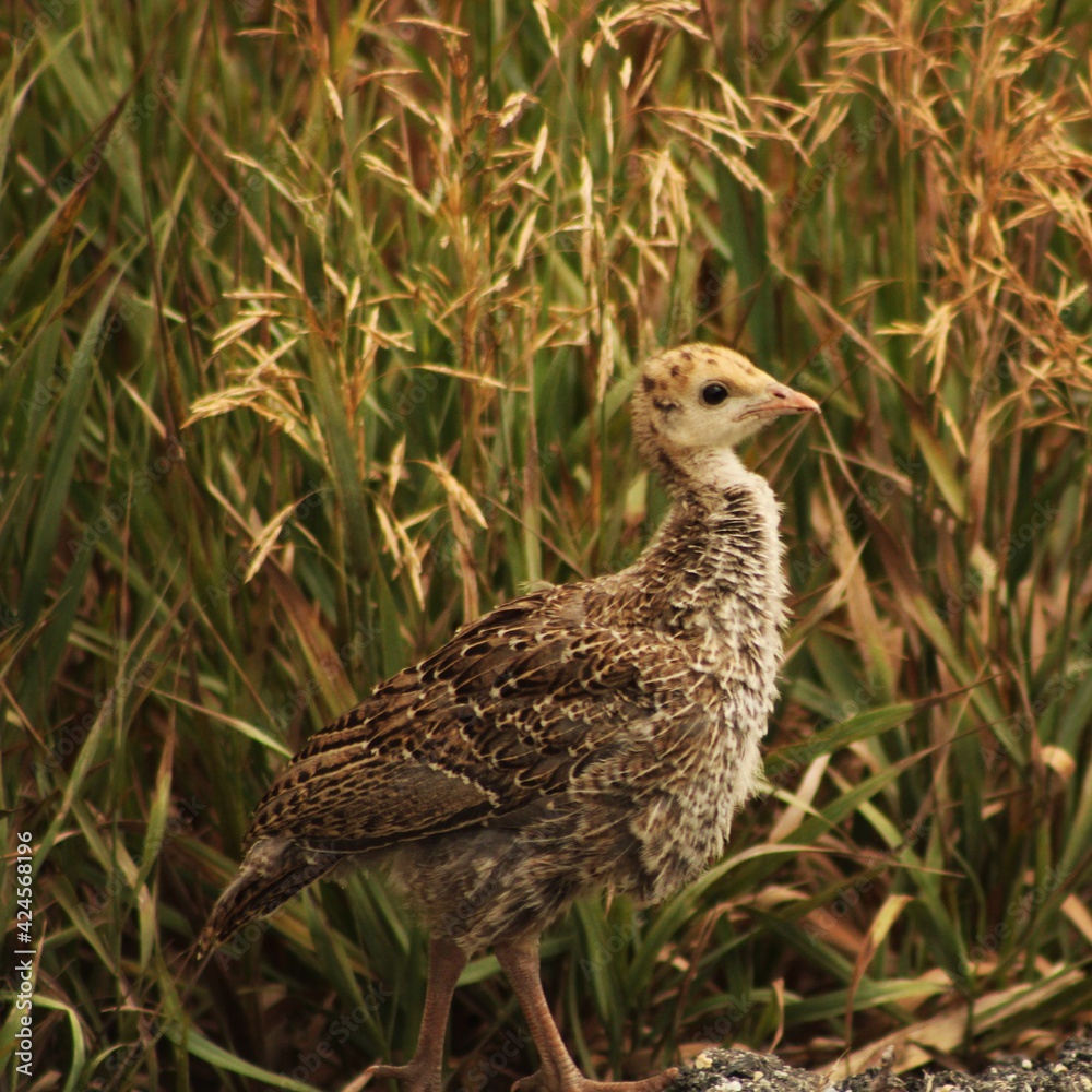 pheasant in the grass