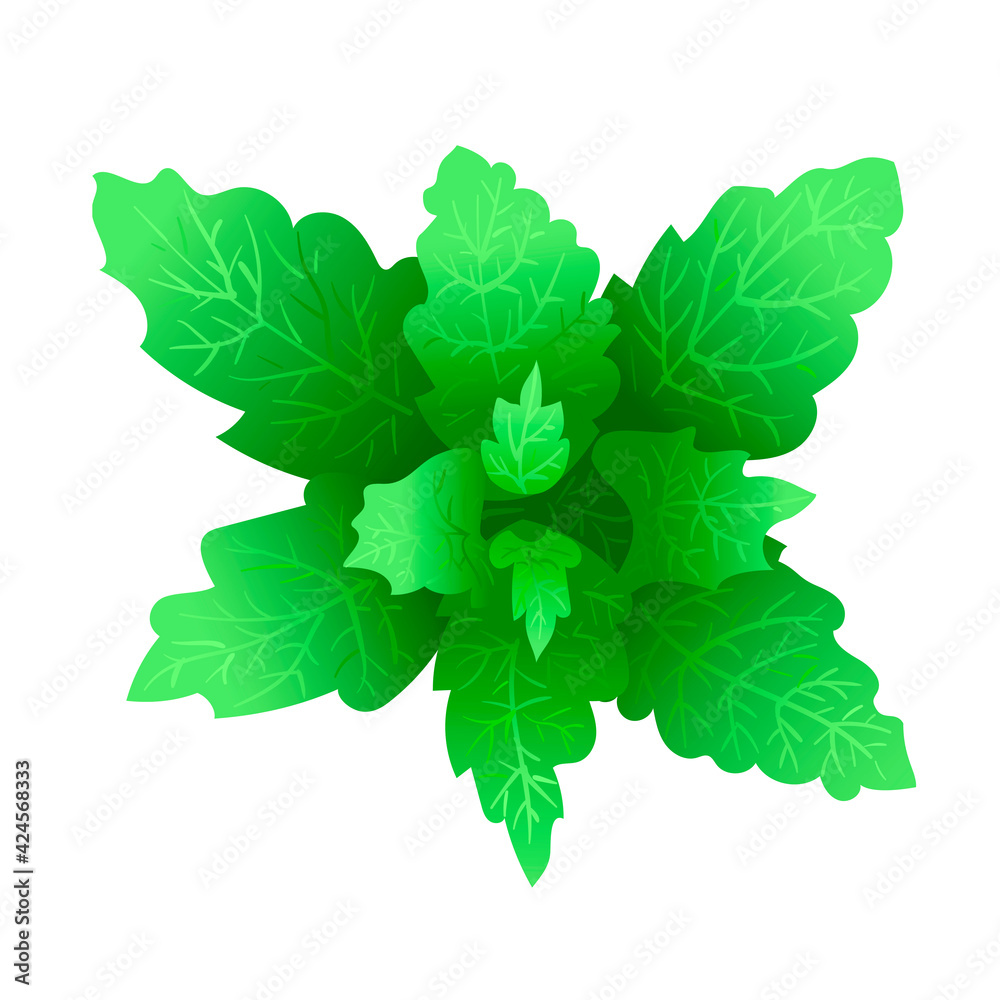 Mint leaves in cartoon style. Stock vector illustration isolated on a white background. Mint leaves in cartoon style. Stock vector illustration isolated on a white background.