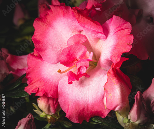 Azalia różowy piękny kwiat 