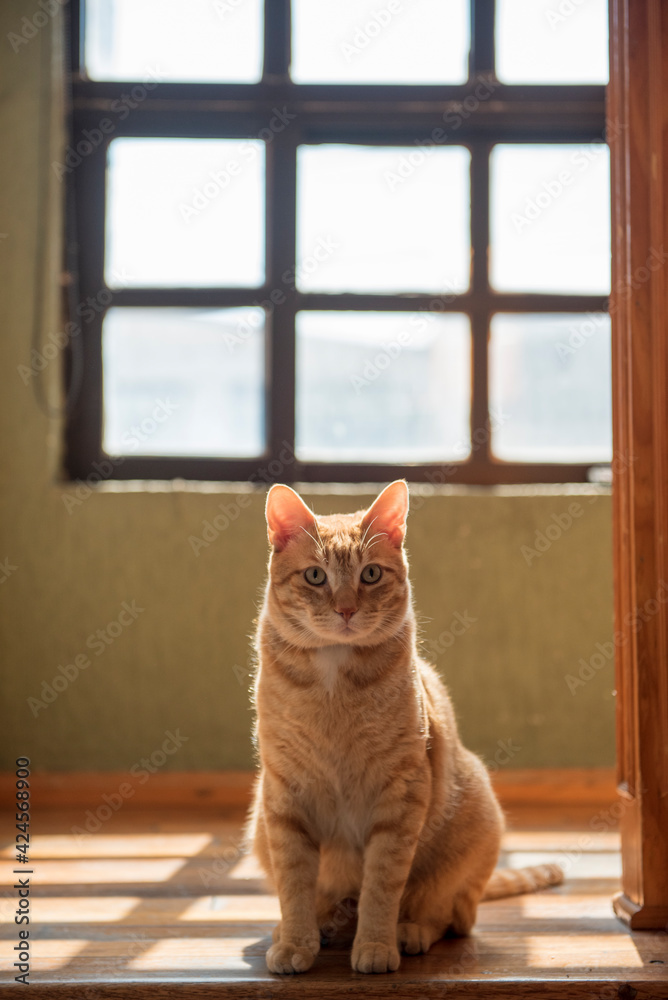 cat on window sill, backlit