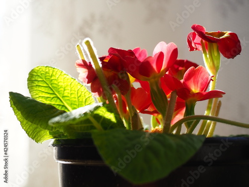 Primula, a genus of plants from the Primulaceae family of the Ericales order. Indoor floriculture as a hobby. Red bright flower with a yellow center. Lateral plan in the counterlight from the window. photo