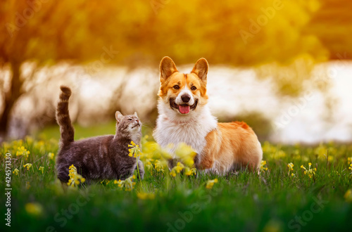 fluffy friends a corgi dog and a tabby cat sit together in a sunny spring meadow