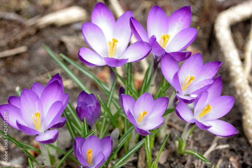 Crocus