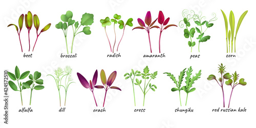set Young microgreen sprouts of microgreens beet, broccoli radish amaranth peas corn alfalfa dill orach cress shungiku red russian kale, young green leaves, Realistic illustration by hand isolated photo