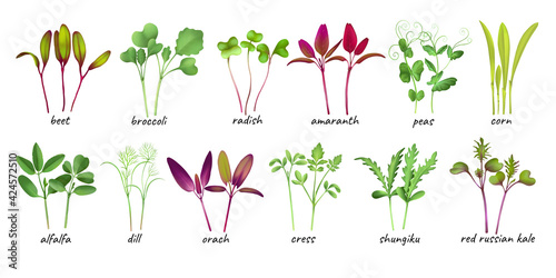 Bild auf Leinwand set Young microgreen sprouts of microgreens beet, broccoli radish amaranth peas