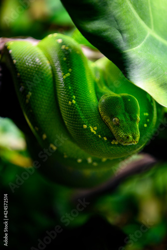 Morelia viridis - Green python on a branch.