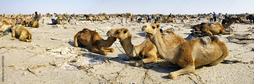 Dromadaires dans le désert de Danakil au nord de l'Ethiopie