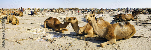 Obraz na płótnie Dromadaires dans le désert de Danakil au nord de l'Ethiopie w salonie