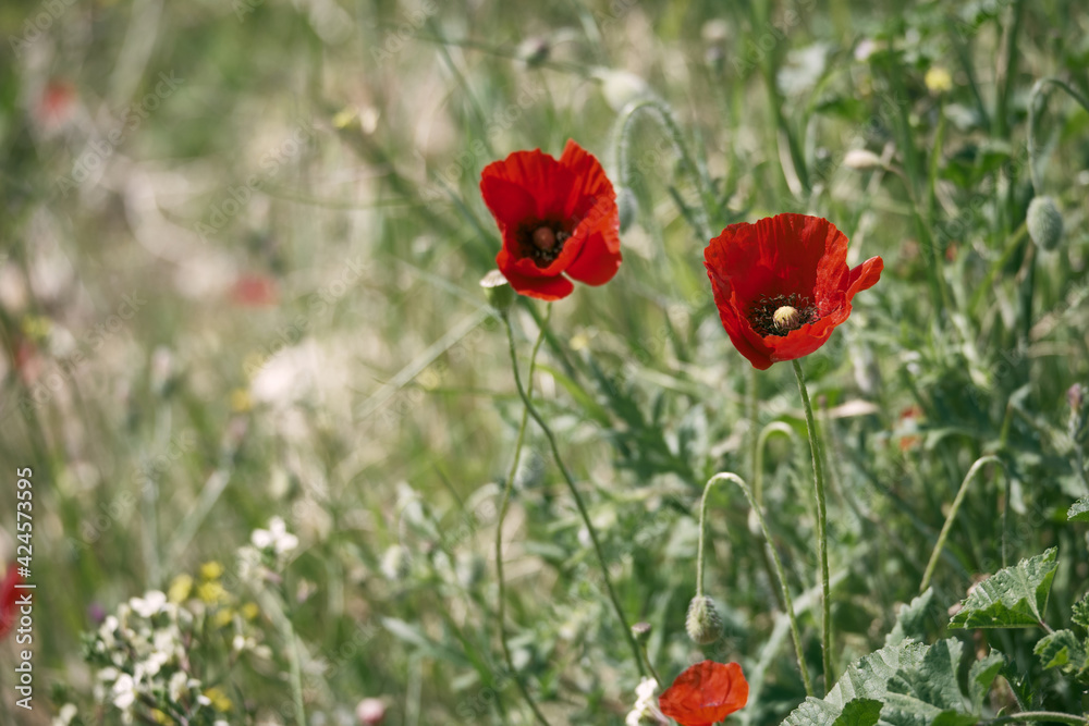 Red common poppy flowers opposite blurred floral background. Close-up of red poppies inflorescences and poppy bulbs Red common poppy flowers opposite blurred floral background. Close-up of red poppies inflorescences and poppy bulbs