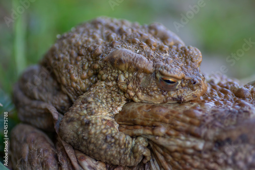 European Toads also known as Common Toads  (Bufo bufo) mating in the early spring. Frogs mating. Close up.