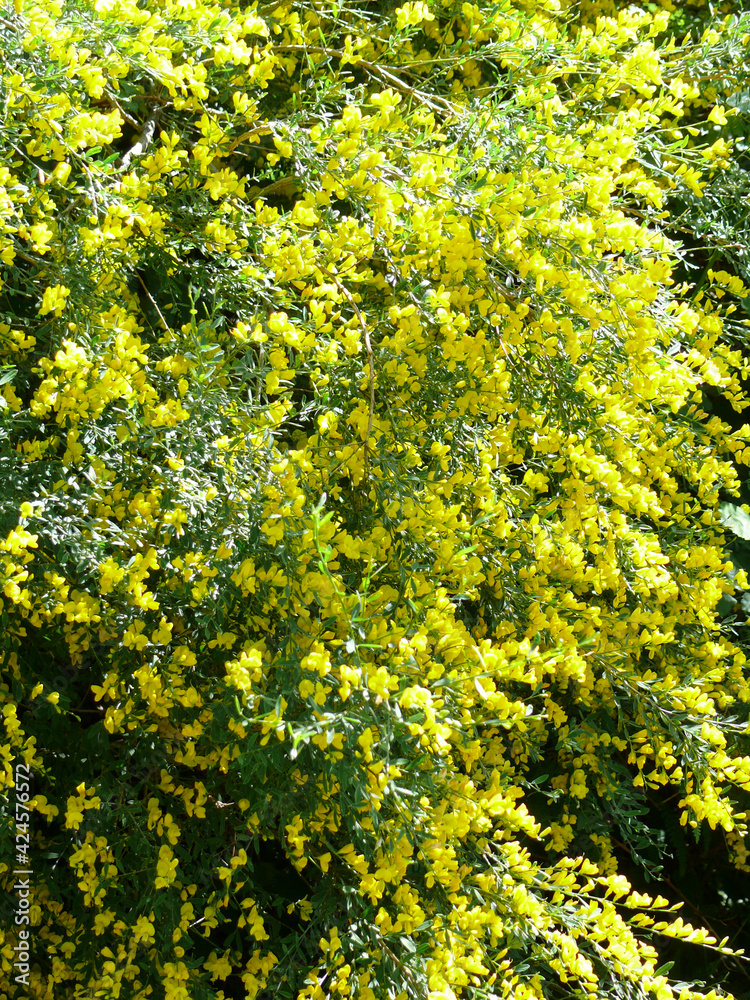 Vues de différentes fleurs jaunes