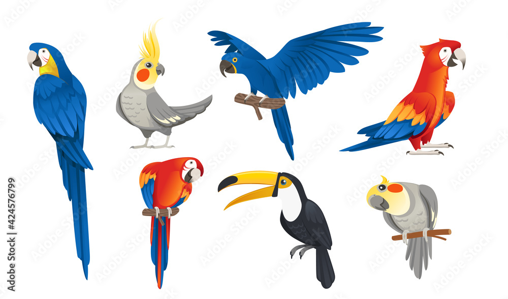 Naklejka premium Set of exotic parrot birds cartoon animal design tropical fauna vector illustration on white background