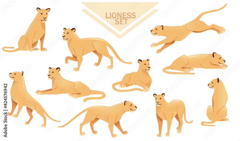 Obraz premium Set of lioness female lion animal cartoon design african savannah predator vector illustration on white background