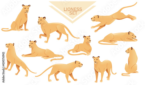 Set of lioness female lion animal cartoon design african savannah predator vector illustration on white background