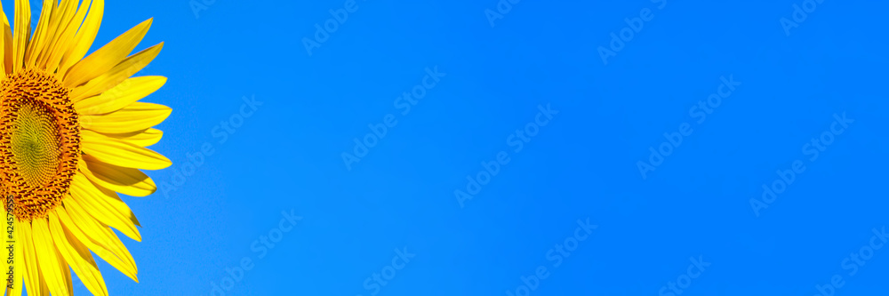 A blooming common sunflower against the blue sky. Web banner with copy space. A blooming common sunflower against the blue sky. Web banner with copy space.