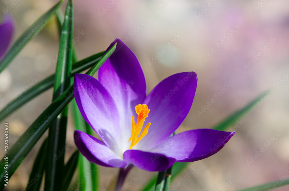 Crocus tommasinianus Ruby Giant macro.  Spring purple flower. Beautiful petals and stamen close-up.