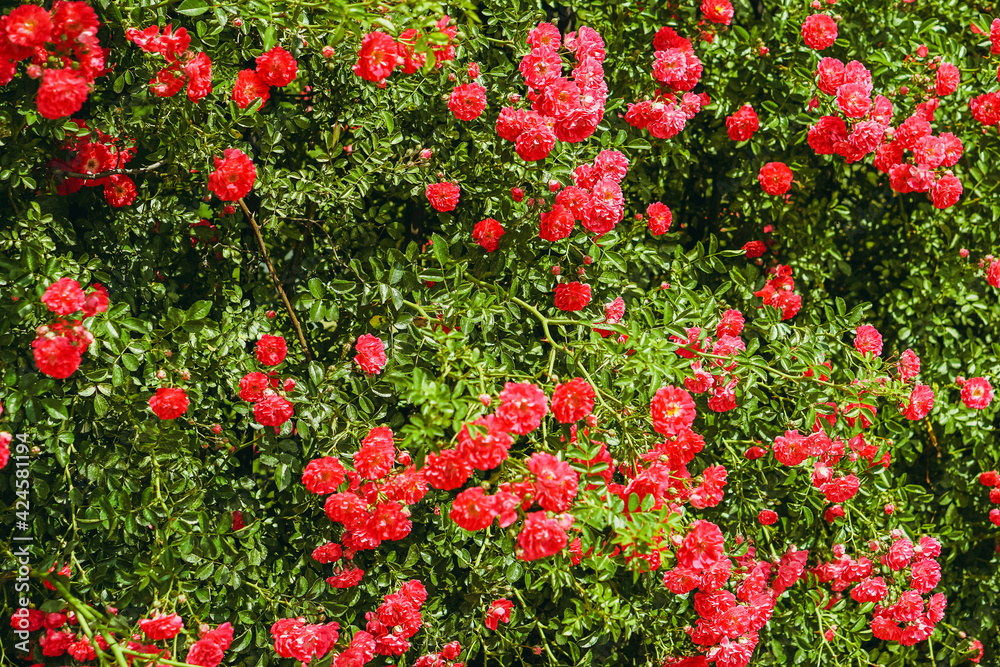 Red Rose. Red rose bush.