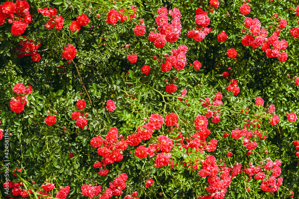 Red Rose. Red rose bush. Red Rose. Red rose bush.