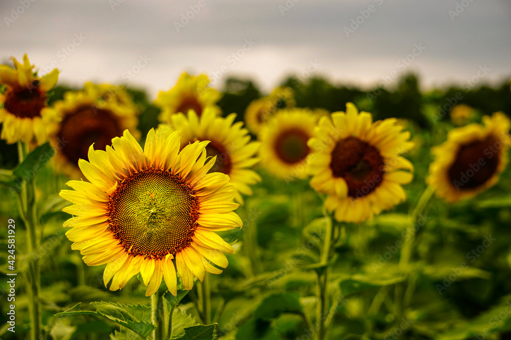 Fototapeta premium field of sunflowers