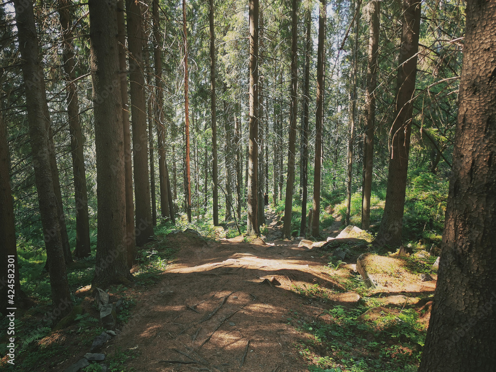 path in the forest path in the forest