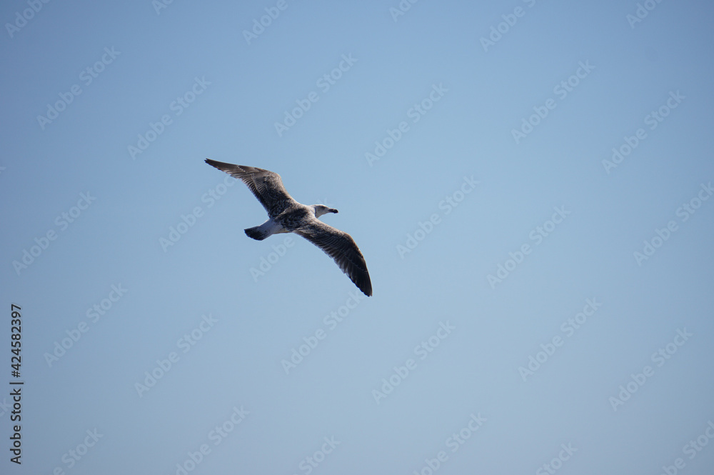 seagull in flight seagull in flight