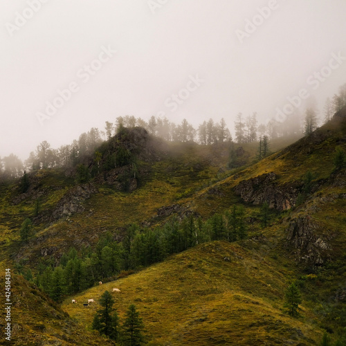morning in the mountains