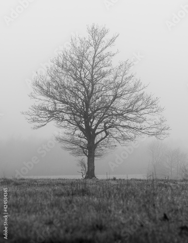 tree in the fog